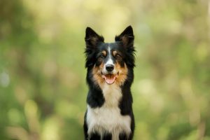 Cães superdotados entendem o uso de objetos, não só aparência