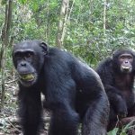 Chimpanzés ingerem álcool equivalente a 1 lata de cerveja por