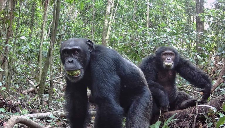 Chimpanzés ingerem álcool equivalente a 1 lata de cerveja por