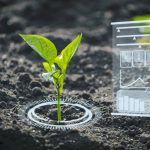 Cientistas desenvolvem “planta solar” que purifica solo radioativo