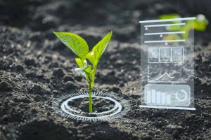 Cientistas desenvolvem “planta solar” que purifica solo radioativo