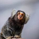 Como bebês humanos aprendem a falar? Saguis podem ter a