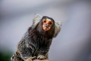 Como bebês humanos aprendem a falar? Saguis podem ter a