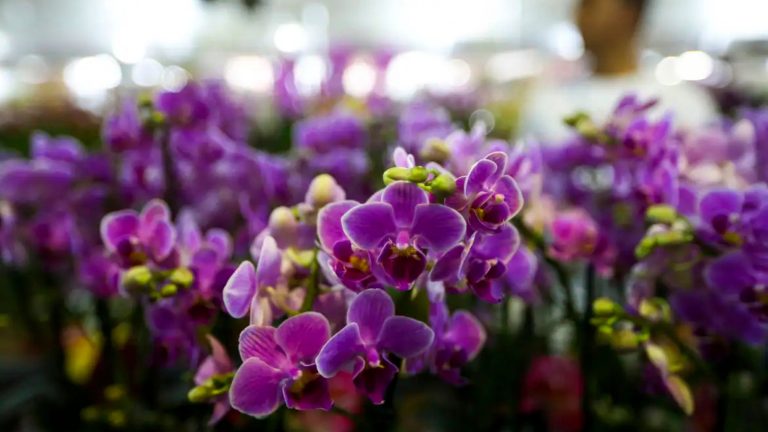 Como será a primavera no Brasil? Confira a previsão do