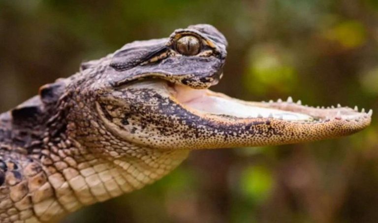 Conheça Jawlene, a jacaré PCD que foi resgatada em Orlando