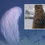Coral Chewbacca é descoberto em águas profundas do Havaí