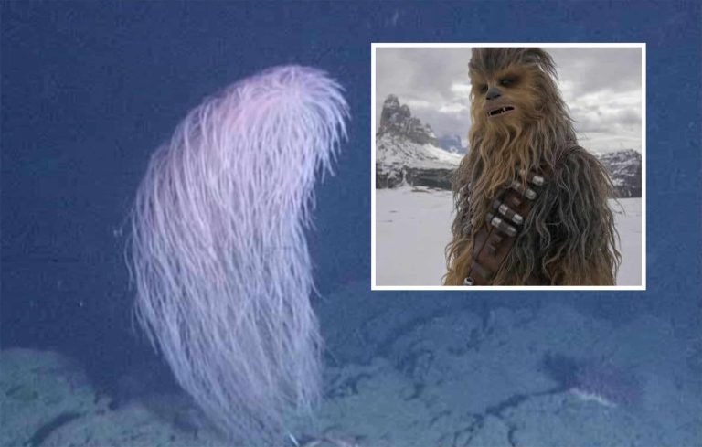 Coral Chewbacca é descoberto em águas profundas do Havaí