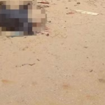 Corpo de homem é encontrado próximo a mangue, na Grande