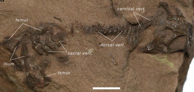 Crânio de milhões de anos muda história da evolução dos