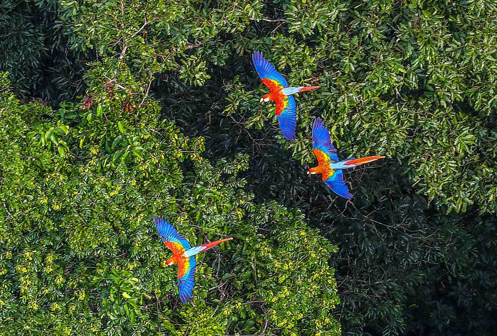 Floresta Amazônica registra aumento no tamanho médio das árvores