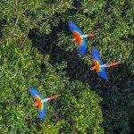 Floresta Amazônica registra aumento no tamanho médio das árvores