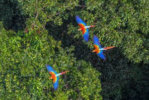 Floresta Amazônica registra aumento no tamanho médio das árvores