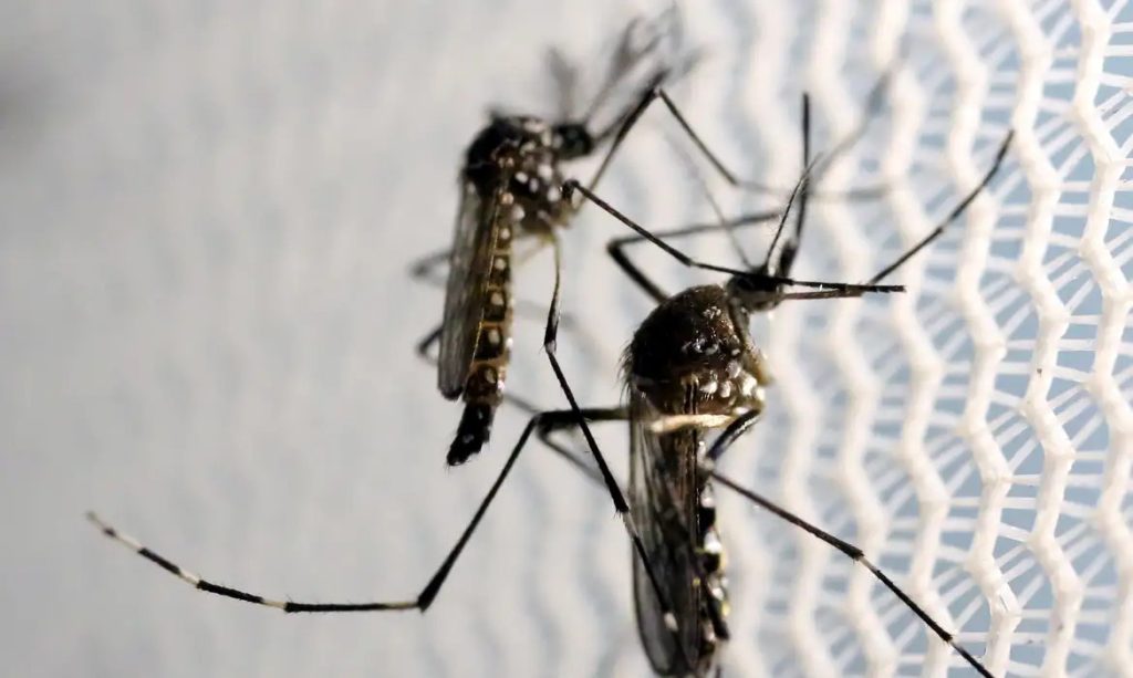 Gestação: dengue, zika e chikungunya elevam risco de morte e