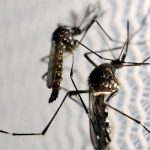 Gestação: dengue, zika e chikungunya elevam risco de morte e