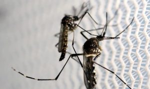 Gestação: dengue, zika e chikungunya elevam risco de morte e