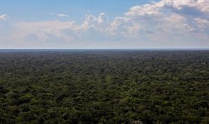 Governo Lula prepara Plano de Bioeconomia que será destaque na