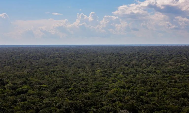 Governo Lula prepara Plano de Bioeconomia que será destaque na