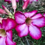 Hoje é Dia: início da primavera e datas ligadas à