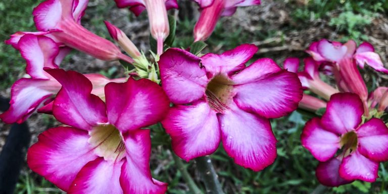 Hoje é Dia: início da primavera e datas ligadas à