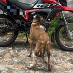 Homem é flagrado arrastando cão em motocicleta, no Centro de