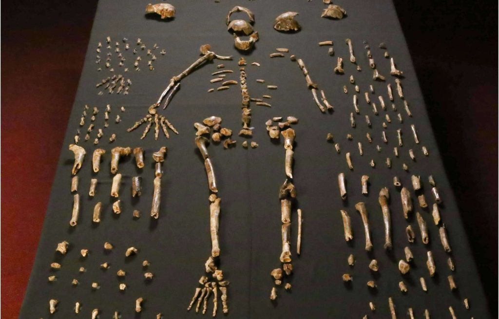Homo naledi: revisão de estudo reacende debate sobre sepultamentos