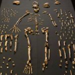 Homo naledi: revisão de estudo reacende debate sobre sepultamentos
