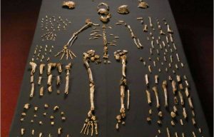 Homo naledi: revisão de estudo reacende debate sobre sepultamentos