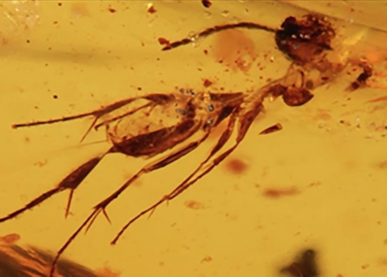 Insetos pré-históricos são encontrados presos em âmbar