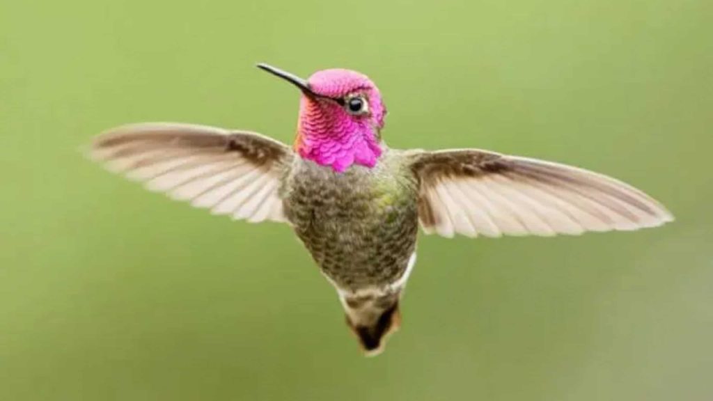 Já viu algum pássaro que muda de cor? Esse beija-flor