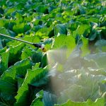 Mudanças climáticas podem tornar cultivo de alface inviável no Brasil