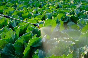 Mudanças climáticas podem tornar cultivo de alface inviável no Brasil