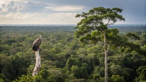 Ninhos da maior águia do planeta são encontrados no Pantanal