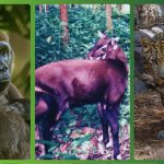 Os 8 animais com maior risco de extinção no mundo