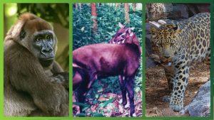 Os 8 animais com maior risco de extinção no mundo
