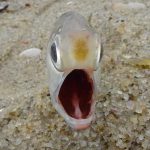 Os peixes realmente têm uma língua?