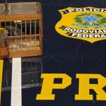 PRF flagra transporte ilegal de animais silvestres durante fiscalização em