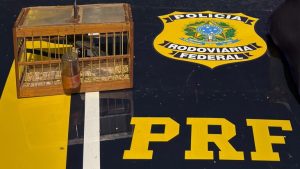 PRF flagra transporte ilegal de animais silvestres durante fiscalização em
