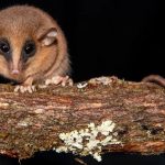 Pequeno mamífero misterioso é identificado como nova espécie nos Andes