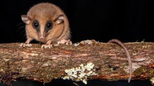 Pequeno mamífero misterioso é identificado como nova espécie nos Andes