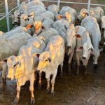 Pioneirismo regional é destaque em âmbito nacional