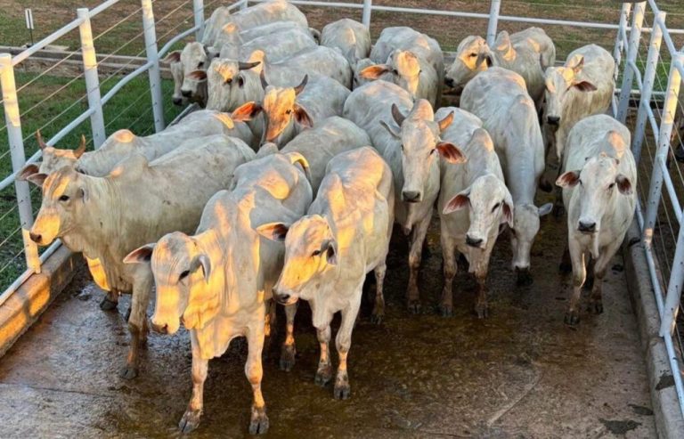 Pioneirismo regional é destaque em âmbito nacional