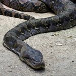 Quais cobras podem engolir um ser humano?