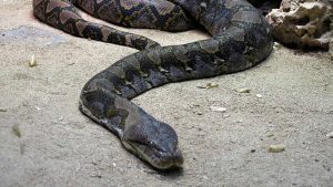 Quais cobras podem engolir um ser humano?