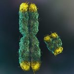 Qual animal tem o maior número de cromossomos na natureza?