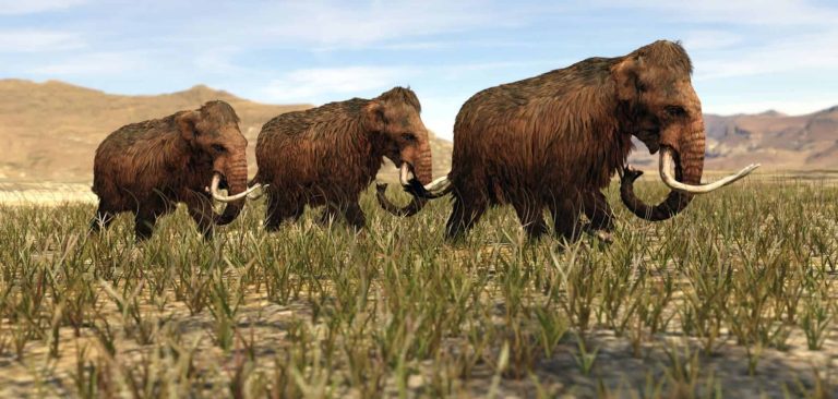 Sequenciamento de DNA de mamute no México muda visão sobre