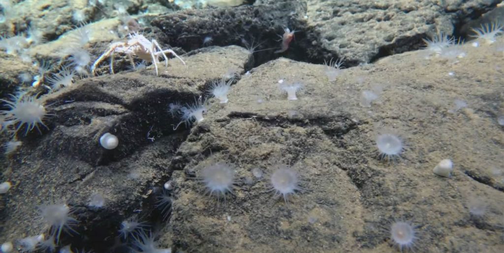 Sistema termal gigante é encontrado nas profundezas do Pacífico –