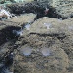 Sistema termal gigante é encontrado nas profundezas do Pacífico –