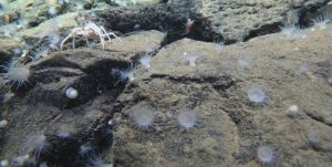 Sistema termal gigante é encontrado nas profundezas do Pacífico –