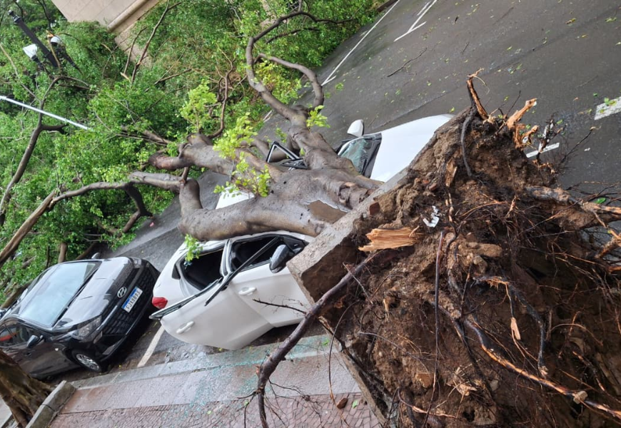 Temporal derruba árvores, causa alagamentos e 1,7 milhão de pessoas