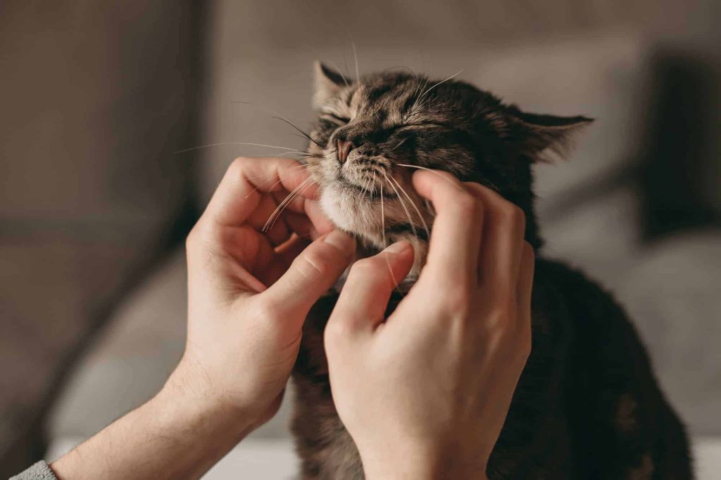 Ter um gato é benéfico ao seu cérebro, diz especialista